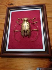 Metal breeze beetle usato  Spedire a Italy