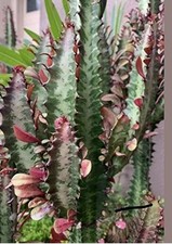 Euphorbia trigona live for sale  Winterville