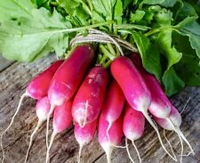 Radish french breakfast for sale  DEWSBURY