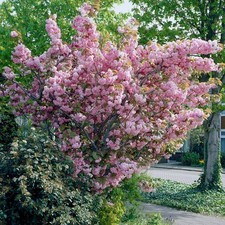 cherry blossom tree for sale cherry blossom tree for sale SOUTHAMPTON