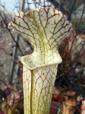 Sarracenia leucophylla pat for sale  GRAVESEND