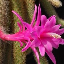Aporocactus flagelliformis dis for sale  CAERPHILLY