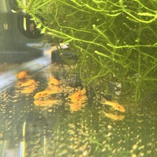 Super red bristlenose for sale  Sterling Heights