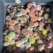 Lithops bunte lebende gebraucht kaufen  München