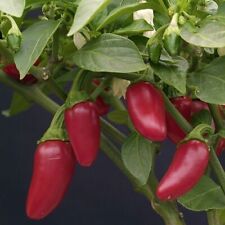 Chilli seeds level for sale  STAFFORD