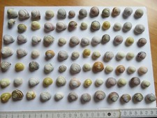 Usado, 84 mittlere Schneckenhäuser Schneckenhaus Basteln Dekoration Aquarium Terrarium comprar usado  Enviando para Brazil