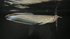 Black arowana live for sale  Haslet
