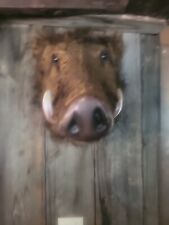 Advertising faux boars for sale  Poultney