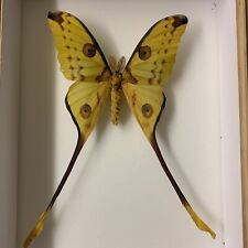 Entomologie argema mittrei gebraucht kaufen  Marienmünster