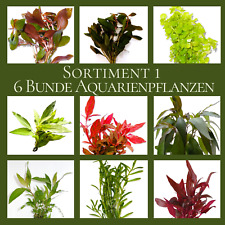 Bunde aquariumpflanzen schöne gebraucht kaufen  Langerwehe