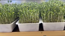 Easygreen best automatic for sale  LONDON