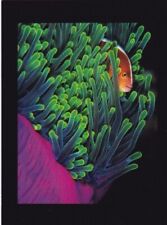 Anemone fish for sale  Apple Valley