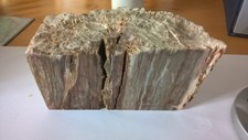 Versteinertes holz 6 gebraucht kaufen  Hamburg