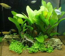 Aquarienpflanzen set 100 gebraucht kaufen  Dresden