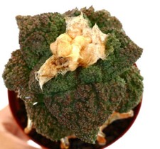 Ariocarpus cv. super usato  Napoli