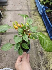 Impatiens niamniamensis parrot for sale  GLASGOW
