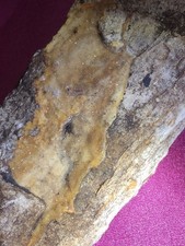 Petrified wood sparkly for sale  Lufkin