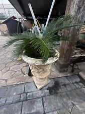 Cycas gigante coppia usato  Acerra