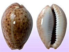 Cypraea ocellata muscat usato  Roma