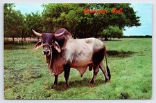 Brahman bull texas for sale  Paramount