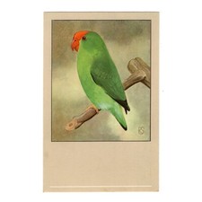 Cartolina artistica pappagallo usato  Spedire a Italy