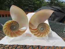 Nautilus chambered haft for sale  Mchenry