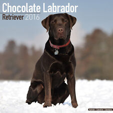 Calendrier 2016 labrador d'occasion  Troyes
