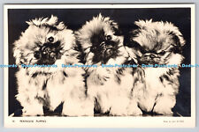 R761776 pekingese puppies for sale  WARLINGHAM