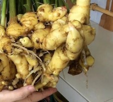 Winter ginger well for sale  FELTHAM