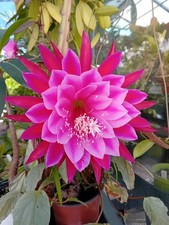 Epiphyllum kiwi indipendence usato  Bisceglie