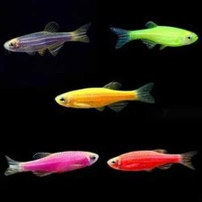Pack glo danio for sale  Haslet