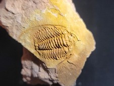 russian trilobites for sale russian trilobites for sale Thomasville