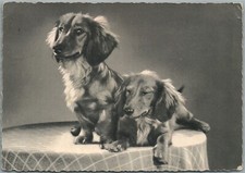 PAR de DACHSHUND FILHOTES CÃES ANTIGO CARTÃO POSTAL FOTO REAL RPPC comprar usado  Enviando para Brazil