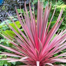 Cordyline australis charlie for sale  HORSHAM