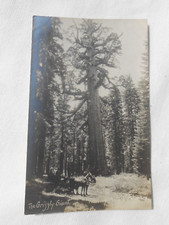 C1900 grizzly giant for sale  Spring Valley