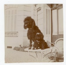 Photo circa 1900 d'occasion  Expédié en Belgium