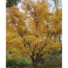 Coral bark japanese for sale  Fairview