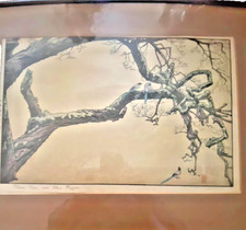 Toshi yoshida plum for sale  Fort Bragg