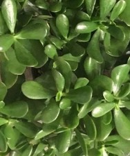 Live jade plant for sale  San Diego