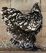 Rare breed chicken for sale  Hedgesville