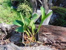 Tag orchid hybrid for sale  Arcadia