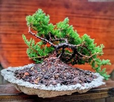 Juniper bonsai tree for sale  Boise