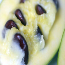 Stratified pawpaw fruit for sale  Lincolnton
