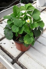 Piante fragole frutto usato  Altamura