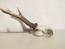 Rehgeweih rehbock geweih gebraucht kaufen  Burscheid