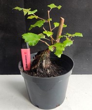 Silver birch stump for sale  WREXHAM