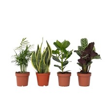 Używany, Łatwe rośliny doniczkowe - 4 szt - Wysokość 25-40cm - ⌀12cm na sprzedaż  Wysyłka do Poland