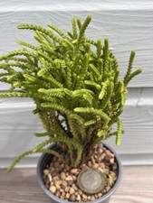 Crassula muscosa rats for sale  SUTTON-IN-ASHFIELD