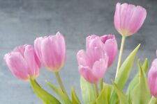 Tulpen tulpenzwiebeln blumenzw gebraucht kaufen  Kaiserslautern