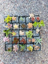 Set different succulents for sale  Saratoga